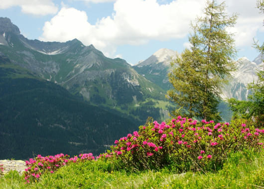 Sommer